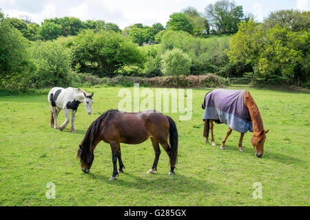 Chevaux qui broutent dans un champ Banque D'Images