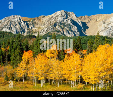 Aspen en couleurs en automne au-dessous de la gamme bridger près de Bozeman, Montana Banque D'Images