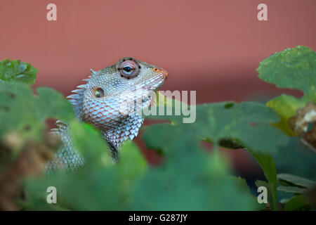 Lézard à crête verte, côté noir lézard, lézard arbre long lézard,Boulenger tête, Pseudocalotes microlepis, lézard épineux masqués Banque D'Images