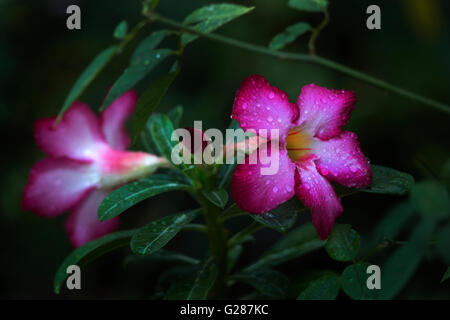 Fleur du désert rouge, adenium Banque D'Images