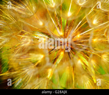 Les couleurs éclatantes des graines de pissenlit fleur tête. Nom scientifique : Taraxacum officinale. Beau bokeh et profondeur de champ. Banque D'Images