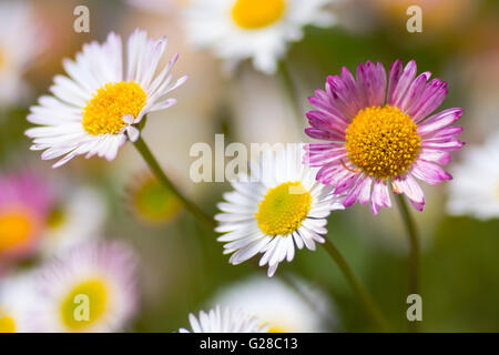 Vergerette (Erigeron karvinskianus mexicain). Fleurs roses et blanches de plante de la famille des marguerites (Asteraceae), un colon de la Grande-Bretagne Banque D'Images