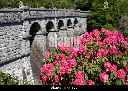 Azalée Rose, au barrage réservoir Burrator, Dartmoor, dans le Devon, England, England, UK. Banque D'Images