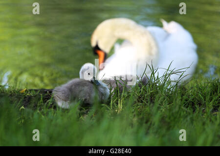 Les jeunes adultes et un signet swan Banque D'Images