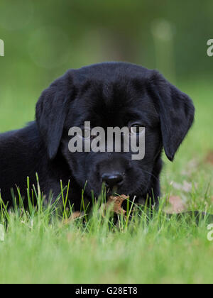 Une vieille de huit semaines chiot Labrador noir Banque D'Images