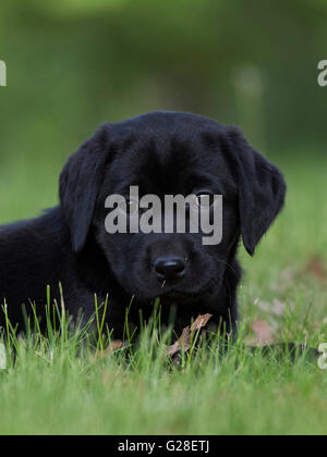 Une vieille de huit semaines chiot Labrador noir Banque D'Images
