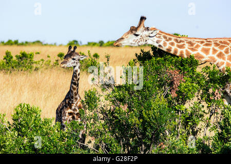 La mère et l'enfant Masai sauvages, des girafes Giraffa camelopardalis, Masai Mara National Reserve, Kenya, Afrique de l'Est Banque D'Images