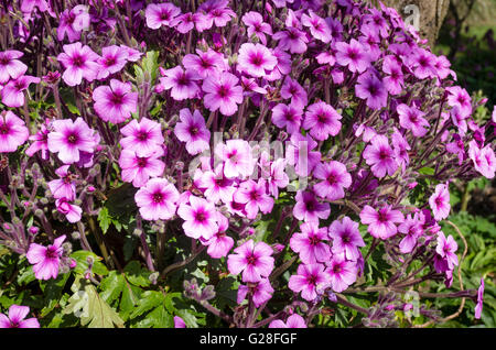 Un géranium Maderense floraison Banque D'Images