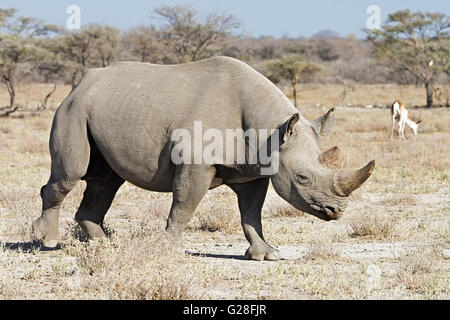 Le rhinocéros noir (Diceros bicornis), dans un endroit sec, dans le parc national d'Etosha, Namibie Banque D'Images