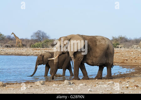 L'éléphant femelle avec son veau boire et se baigner dans un étang dans le parc national d'Etosha, Namibie Banque D'Images