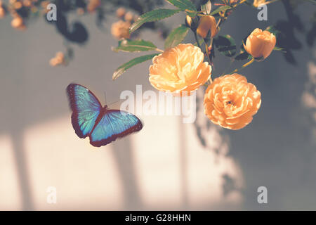 Papillon Bleu Morpho vol face à l'épanouissement des fleurs jaunes avec filtre de ton chaud Banque D'Images