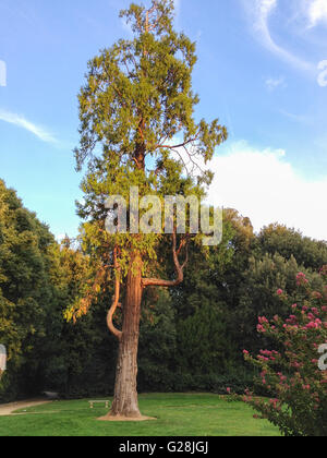 Beau vieil arbre à Florence, Italie Banque D'Images