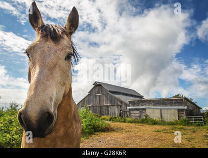 Un cheval brun se tient juste en face de sa grange Banque D'Images