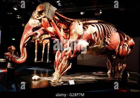 Dr Angelina Whalley, conservateur et concepteur du monde du corps ressemble à des expositions une exposition de l'animal à l'intérieur de l'exposition à l'International Centre for Life science à Newcastle upon Tyne. Banque D'Images