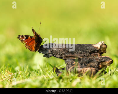Beau papillon paon (Aglais io) représenté reposant sur les restes carbonisés provisoirement à partir d'un feu de camp la nuit. Banque D'Images