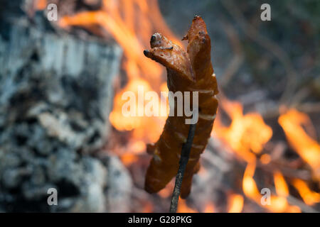 Des saucisses sur un bâton au-dessus du feu. La préparation de saucisses sur feu de camp Banque D'Images