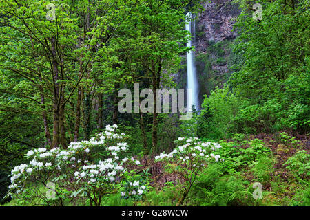 Floraison printanière de rhododendrons, à la base de la plus haute de l'Oregon cascade, chutes de Multnomah dans la gorge du Columbia. Banque D'Images