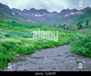 USA, Colorado, San Juan Mountains, American Peak and surrounding mountains tower above wildflowers and stream  in American Basin Banque D'Images