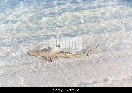 Requin requin (Carcharhinus melanopterus) dans l'eau peu profonde Banque D'Images