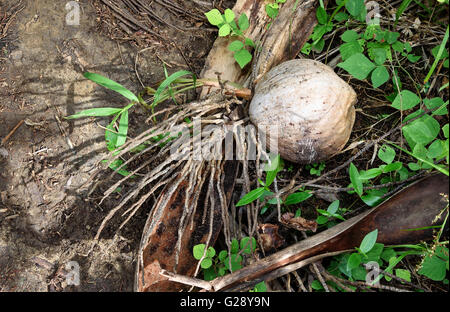 Noix de coco avec des racines dans la forêt tropicale. Kadidiri island. Les îles togian. Sulawesi central. L'Indonésie Banque D'Images