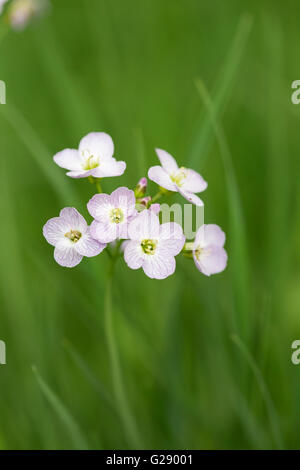 Cuckooflower ou Lady's Smock (Cardamine pratensis), England UK Banque D'Images