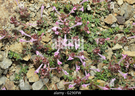 Chypre endémique Thymus Tyne - Herbe sauvage d'entier Banque D'Images