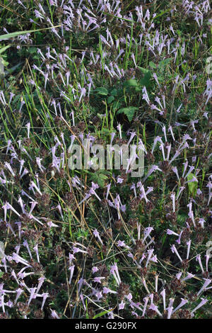 Chypre endémique Thymus Tyne - Herbe sauvage d'entier Banque D'Images