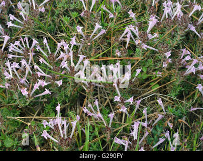 Chypre endémique Thymus Tyne - Herbe sauvage d'entier Banque D'Images