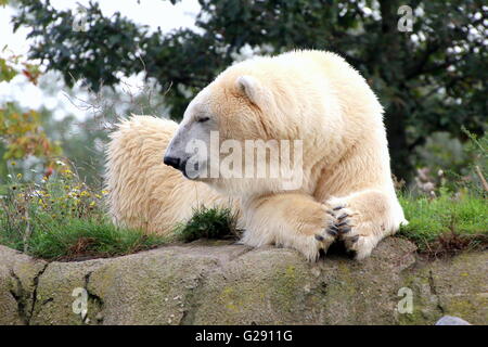 Mâle mature l'ours polaire (Ursus maritimus) détendre, pattes repliées Banque D'Images