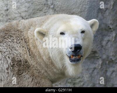 Libre de la tête d'un mâle adulte de l'ours polaire (Ursus maritimus) grondant et baring teeth, face à l'appareil photo Banque D'Images