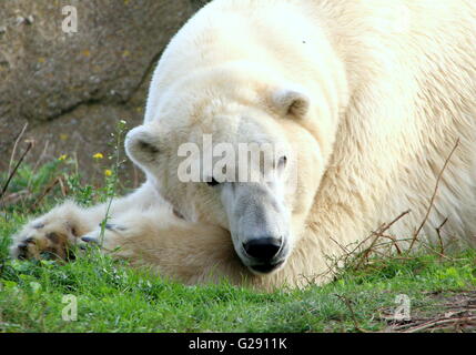 Mâle mature l'ours polaire (Ursus maritimus) détendre, pattes repliées, en position couchée. Banque D'Images