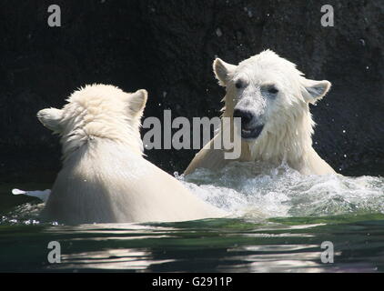 Deux feisty oursons polaires (Ursus maritimus), un homme et une femme) de jouer et s'affronter dans l'eau Banque D'Images