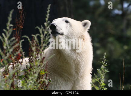 Femelle ours polaire (Ursus maritimus) dans un établissement d'été naturel, low point de vue Banque D'Images