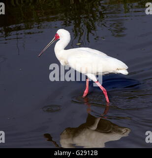 Spatule d'Afrique (Platalea alba) pataugeant en eau peu profonde Banque D'Images