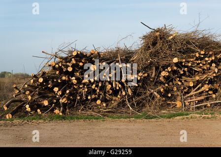 Pile d'arbres abattus. L'industrie du bois de pin. Les arbres tombés. L'abattage et la coupe des forêts Banque D'Images