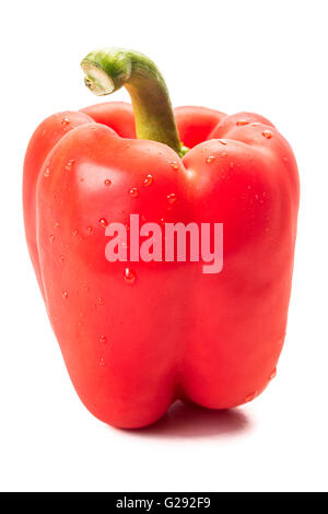 Gros poivron rouge frais avec de l'eau gouttes isolé sur fond blanc. Banque D'Images