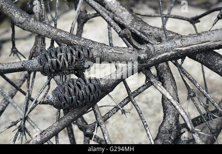 Banksia australien brûlé les branches d'arbres après un incendie Banque D'Images