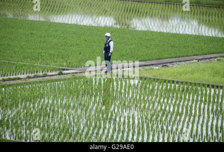 Le Japon, d'Ise-Shima. 26 mai, 2016. Un policier dans un champ près de riz, le Japon d'Ise-Shima, 26 mai 2016. Merkel participe au sommet des chefs de gouvernement du G7 membres d'Ise-Shima dans. PHOTO : MICHAEL KAPPELER/dpa/Alamy Live News Banque D'Images