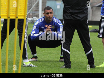 Stade National de Football, Belfast, Royaume-Uni. 25 mai 2016. L'Irlande du Nord Josh gâche Magennis réchauffe dans la formation de l'avant de la Vauxhall match amical contre la Biélorussie demain soir. C'est l'Irlande du Nord dernier match avant son départ pour la France la semaine prochaine pour l'Euro 2016 Finale. Photo - David Hunter/Alamy Live News. Banque D'Images