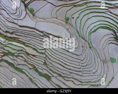 Zunyi. 27 mai, 2016. Photo prise le 27 mai 2016 montre les champs en terrasses dans l'établissement Hongdu Village de Yuging County, au sud-ouest de la province du Guizhou en Chine. Crédit : Il Chunyu/Xinhua/Alamy Live News Banque D'Images