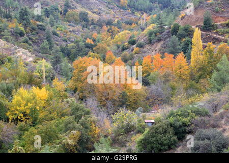 Couleurs d'automne dans les montagnes de Troodos, à Chypre Banque D'Images