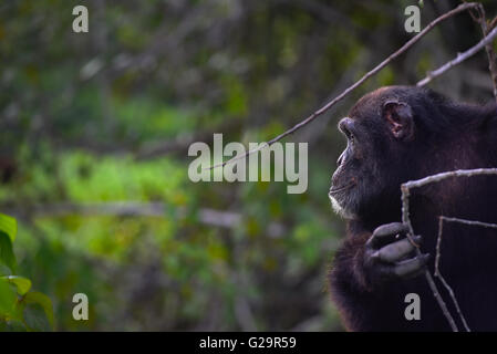 Chimpanzé Côte d'Ivoire Banque D'Images