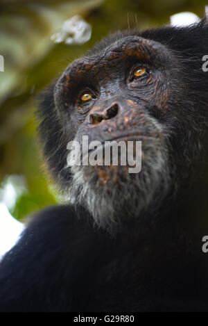 Chimpanzé Côte d'Ivoire Banque D'Images