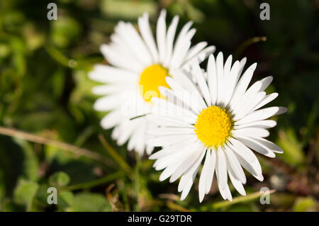 Une paire de pâquerettes (Bellis perennis). Banque D'Images