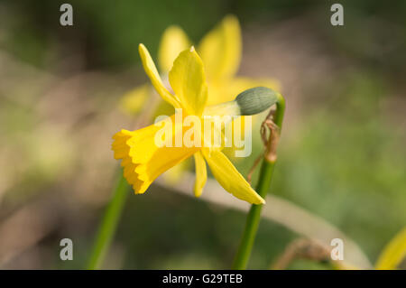 Une fleur jonquille sauvage (Narcissus pseudonarcissus). Banque D'Images