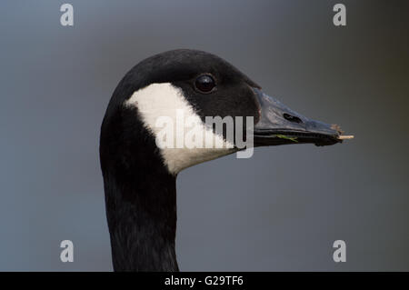 Un portrait en gros plan de la Bernache du Canada (Branta canadensis). Banque D'Images