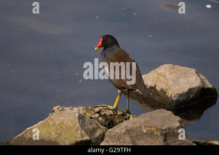 Une Gallinule poule d'eau (Gallinula chloropus) debout sur des rochers dans un étang. Banque D'Images