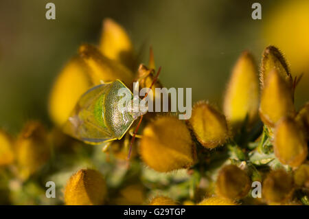 Un Shieldbug Piezodorus lituratus (Ajonc) ramper sur l'ajonc (Ulex europaeus). Banque D'Images