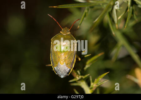 Un Shieldbug Piezodorus lituratus (Ajonc) ramper sur l'ajonc (Ulex europaeus). Banque D'Images