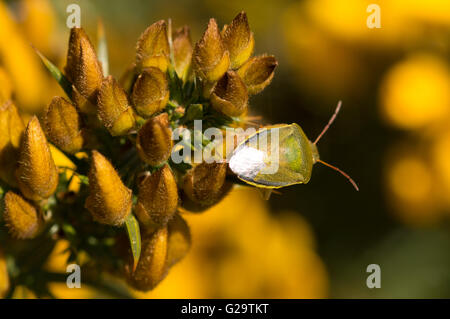 Un Shieldbug Piezodorus lituratus (Ajonc) ramper sur l'ajonc (Ulex europaeus). Banque D'Images